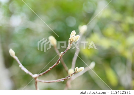 Sidekobushi的芽 Sidekobushi的芽 115412581