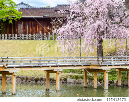 Spring in Okayama: A quaint view of Korakuen Garden, with cherry blossoms blooming at Eishobashi Bridge and Enyotei 115412673