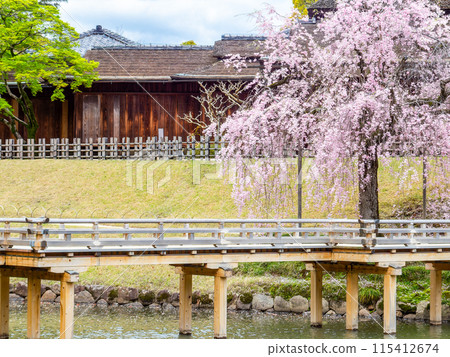 Spring in Okayama: A quaint view of Korakuen Garden, with cherry blossoms blooming at Eishobashi Bridge and Enyotei 115412674
