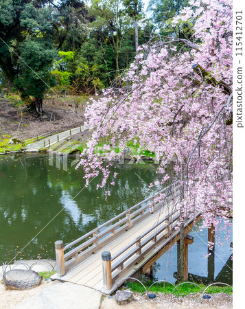 Spring in Okayama: A quaint view of Korakuen Garden, with weeping cherry trees in full bloom and Eisho Bridge Spring in Okayama: A quaint view of Korakuen Garden, with weeping cherry trees in full bloom and Eisho Bridge 115412701