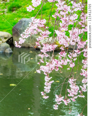 春天的岡山、後樂園的風情、花香滿園、枝葉繁茂、垂枝櫻花盛開 115412705