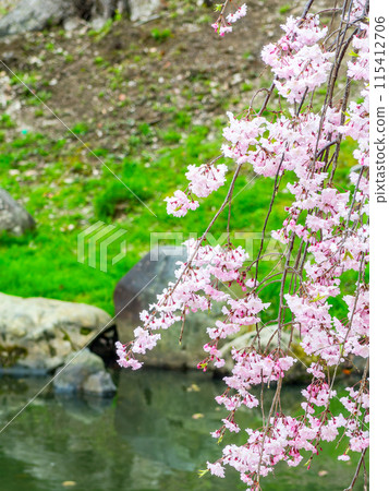 春天的岡山、後樂園的風情、花香滿園、枝葉繁茂、垂枝櫻花盛開 春天的岡山、後樂園的風情、花香滿園、枝葉繁茂、垂枝櫻花盛開 115412706