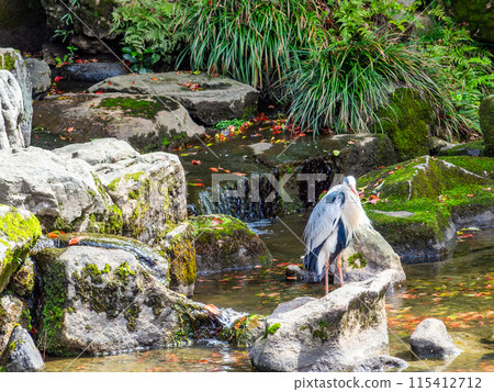 春天的岡山，後樂園的大氣景色，一隻灰鷺站在流淌的花葉池塘里 115412712