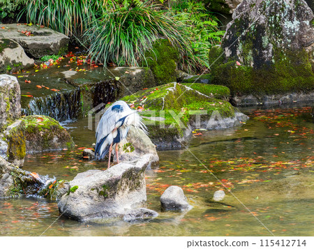 春天的岡山，後樂園的大氣景色，一隻灰鷺站在流淌的花葉池塘里 115412714