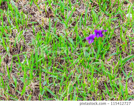 春天的岡山，後樂園的大氣景色，草坪上萌芽的紫色小花 115412727