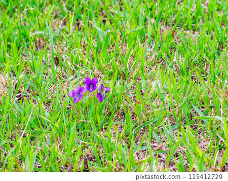 春天的岡山,後樂園的大氣景色,草坪上萌芽的紫色小花 春天的岡山,後樂園的大氣景色,草坪上萌芽的紫色小花 115412729