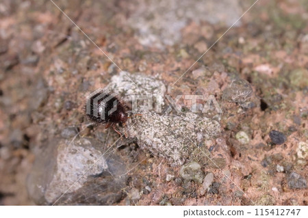 生物、昆蟲、小肉排甲蟲、森林清潔工。它似乎以森林地面上的死昆蟲等為食。 生物、昆蟲、小肉排甲蟲、森林清潔工。它似乎以森林地面上的死昆蟲等為食。 115412747