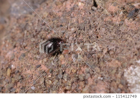 活昆蟲：小肉排甲蟲和其他肉排甲蟲一樣，如果進入人類家中就會變成害蟲。 115412749