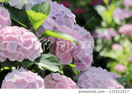 粉紅色的繡球花 115412917