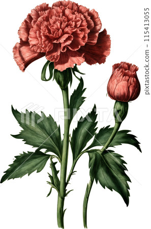 Vintage carnation illustration 115413055
