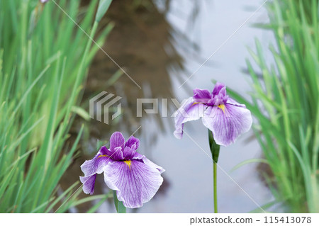 Colorful irises continue to bloom and soothe people's hearts 115413078