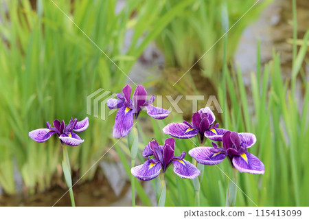 Colorful irises continue to bloom and soothe people's hearts Colorful irises continue to bloom and soothe people's hearts 115413099