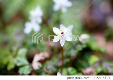 百草仁的花朵 115413105
