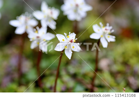 Flowers of Baikaouren 115413108