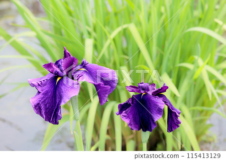 Colorful irises continue to bloom and soothe people's hearts Colorful irises continue to bloom and soothe people's hearts 115413129