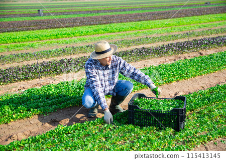 Workman harvesting green corn salad on farm field 115413145
