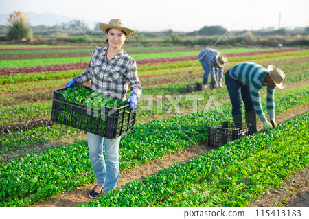 Successful female horticulturist with harvested corn salad on plantation 115413183