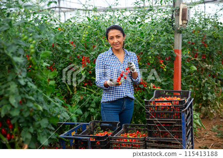 Latino woman harvests ripe red tomatoes in orangery Latino woman harvests ripe red tomatoes in orangery 115413188