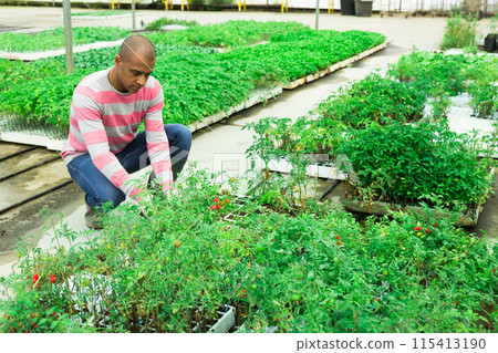 Indian farmer at work in greenhouse checking tomato sprouts 115413190