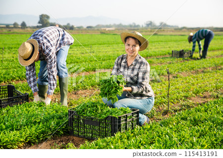 Woman horticulturist picking green arugula on field 115413191