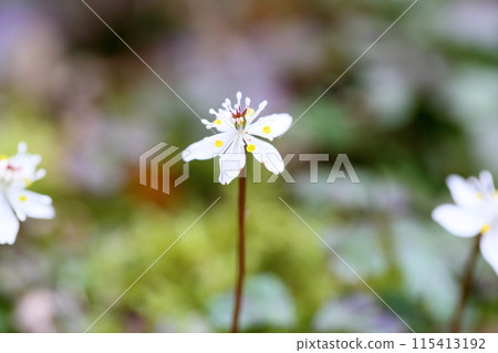 Flowers of Baikaouren 115413192