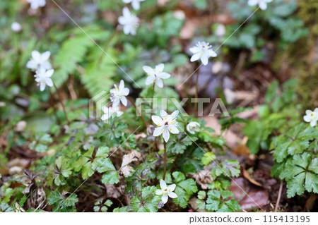 Flowers of Baikaouren 115413195
