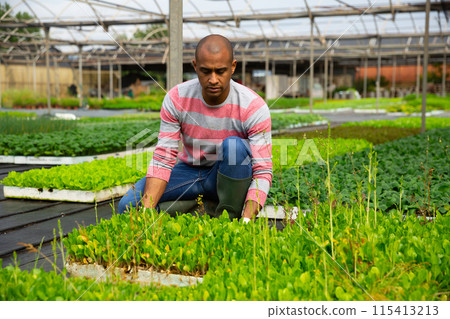 Latin american farmer checking seedlings of leafy vegetables 115413213