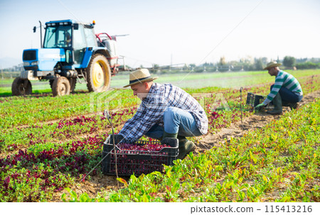 Focused farmer harvesting red spinach on field Focused farmer harvesting red spinach on field 115413216
