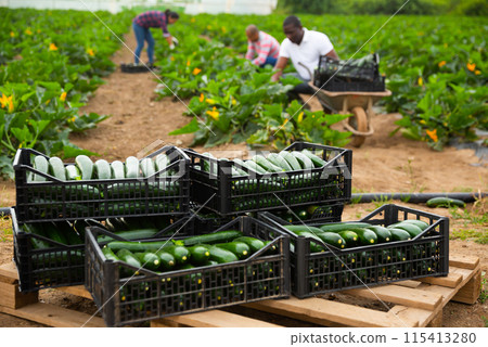 Boxes with harvested zucchini on background with busy workers Boxes with harvested zucchini on background with busy workers 115413280