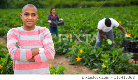 Successful hispanic grower on courgettes plantation during harvest Successful hispanic grower on courgettes plantation during harvest 115413368