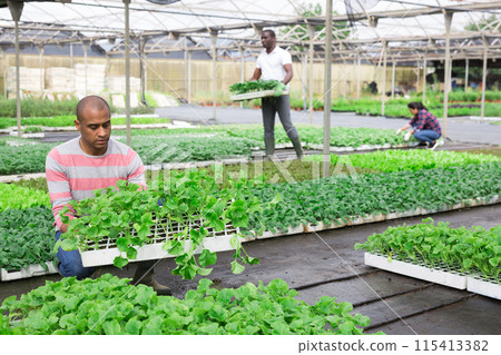 Latino man checking seedlings in garden center 115413382