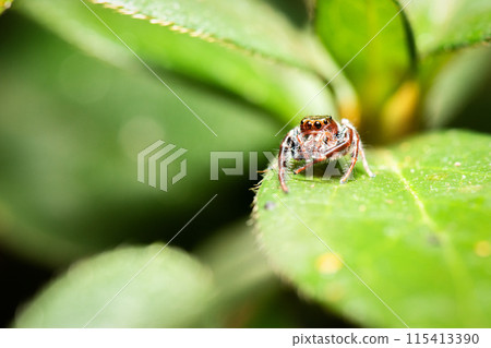 Black-thighed Jumping Spider 115413390