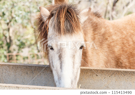 Pony close-up Pony close-up 115413490