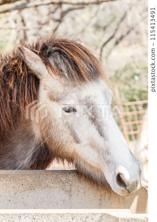 Pony close-up Pony close-up 115413491