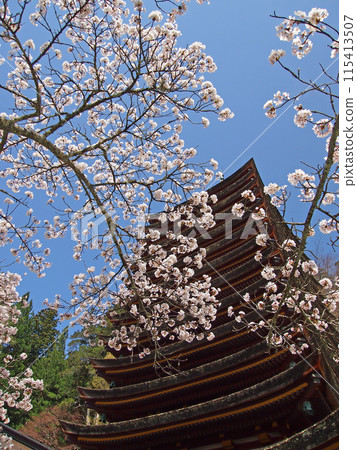 Tanzan Shrine: Cherry blossoms and thirteen-story pagoda 115413507