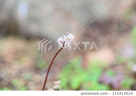 Seri bauren flowers 115413624