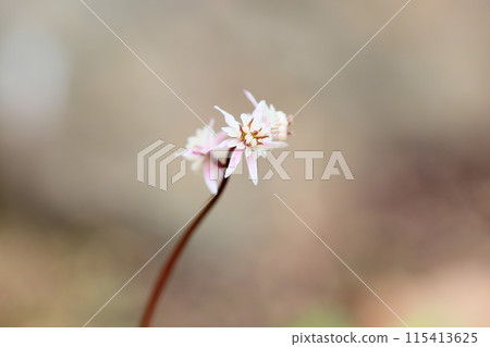 Seri bauren flowers 115413625