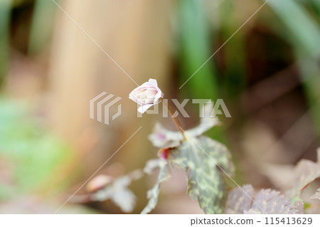 開始開花，雪割草莓花 115413629
