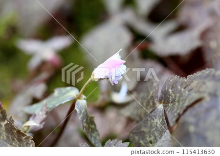 開始開花，雪割草莓花 115413630