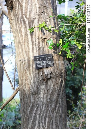 Bark and trunk of carpinus arborescens Bark and trunk of carpinus arborescens 115413862