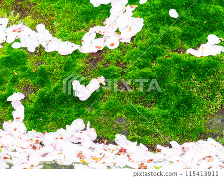 雨後的櫻花花瓣散落在青苔地毯上 115413911