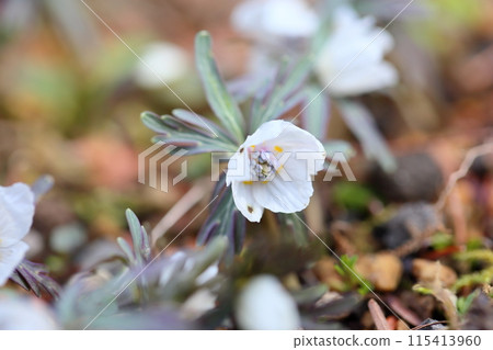 Full bloom of the sasanqua flower Full bloom of the sasanqua flower 115413960