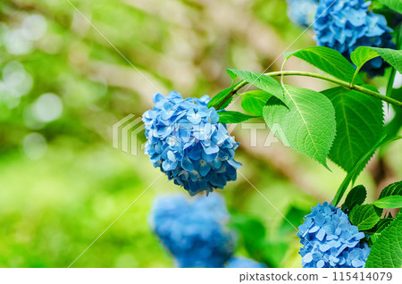 在雨季陽光明媚的日子裡綻放的藍色繡球花 115414079