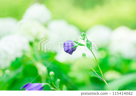 Shikao的芽 Shikao的芽 115414082