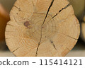 cross section of a log cut 115414121
