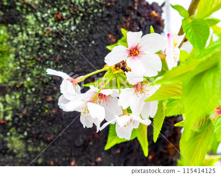 春雨後盛開的新鮮櫻花 115414125