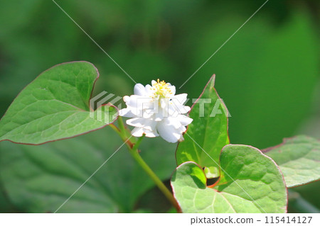 Yae dokudami flowers 115414127