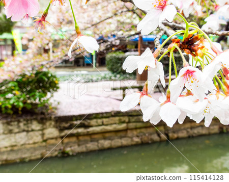 春雨後盛開的新鮮櫻花 115414128