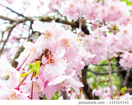 春雨後盛開的新鮮櫻花 115414141