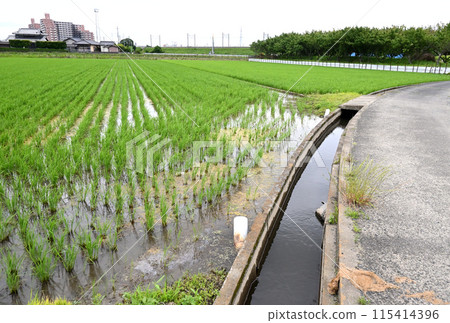 鄉村稻田和農業運河 115414396